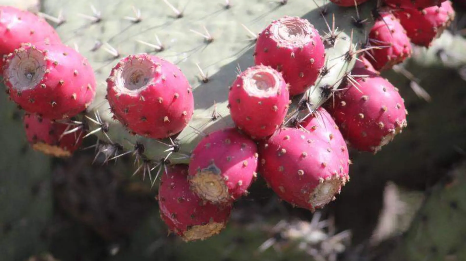 Tunas, nopales